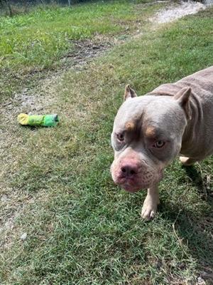 A gray pitbull dog standing on grass with a green toy in the background.