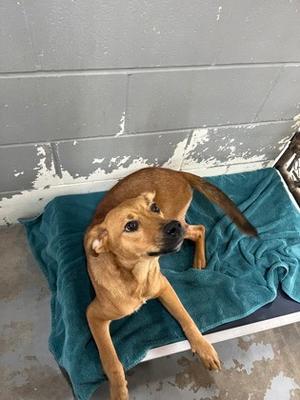 Poppy, Mixed Breed, young, available for adoption