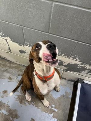 Bando, Pit Bull Terrier Mix, adult, available for adoption