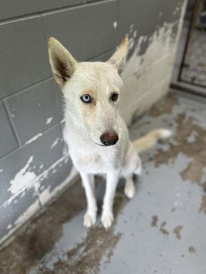 A white dog with blue eyes sitting on a concrete floor next to a gray wall.