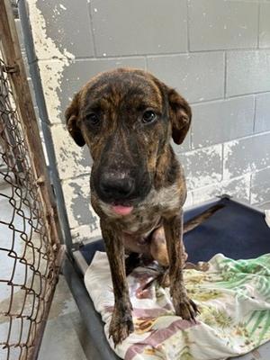 Kane, Pit Bull Terrier Mix, young, available for adoption