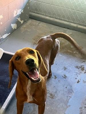 Daisy, English Coonhound (Redtick Coonhound) Mix, young, available for adoption