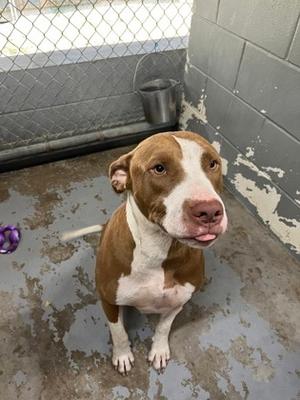 A brown and white dog sitting on a concrete floor in a kennel, with a chain-link fence and a metal bucket in the background.