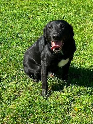 Jay Jay, Australian Shepherd / Labrador Retriever, adult, available for adoption