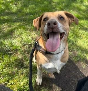 Knox, Jack Russell Terrier / Labrador Retriever, adult, available for adoption