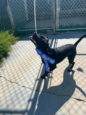 Scout, Labrador Retriever, young, available for adoption