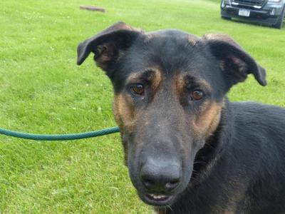 Beanz, Shepherd, young, available for adoption