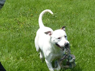 Falcor, Pit Bull Terrier, young, available for adoption