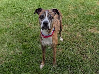 a brown and white dog standing on grass