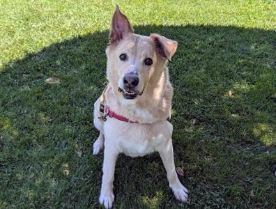 CODY, German Shepherd Dog, adult, available for adoption