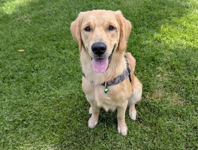 PLUTO, Golden Retriever, puppy, available for adoption