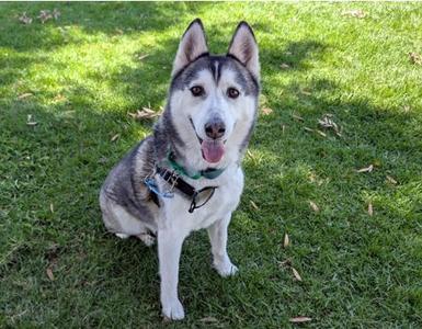 RIO, Siberian Husky, adult, available for adoption