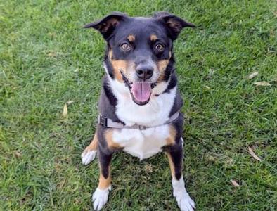 OCTOBER, Australian Cattle Dog / Blue Heeler, adult, available for adoption