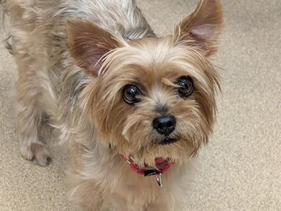 A small dog with long, light brown fur and big, dark eyes is looking up at the camera. The dog has a red collar with a tag and is standing on a light-colored carpet.