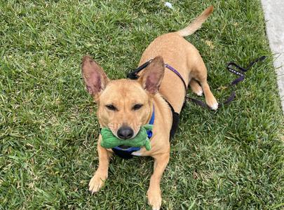 MINNOW, Pembroke Welsh Corgi, senior, available for adoption