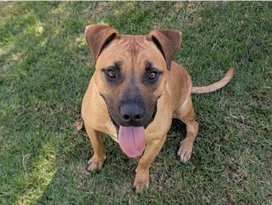 A brown dog with a black muzzle and floppy ears is sitting on grass, looking up with its tongue out.