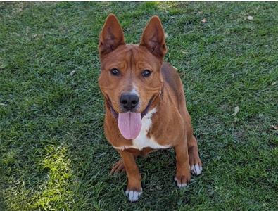 A brown dog with a white chest and paws, standing on grass with its tongue out.