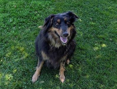 A black and brown dog sitting on a grassy field
