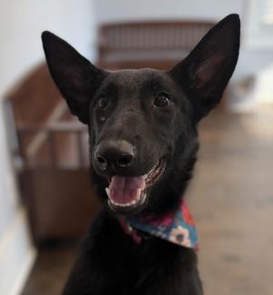 RoosieGoosie, German Shepherd Dog, puppy, available for adoption