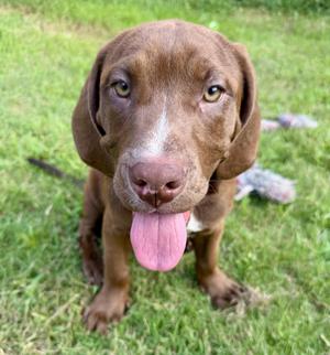A brown dog with floppy ears and a pink tongue sticking out, sitting on grass.
