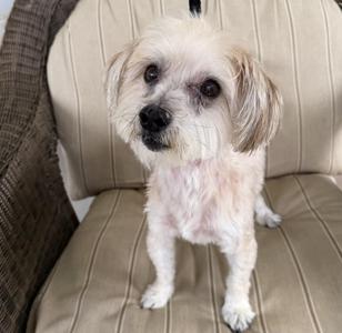 Calvin, Yorkshire Terrier, senior, available for adoption