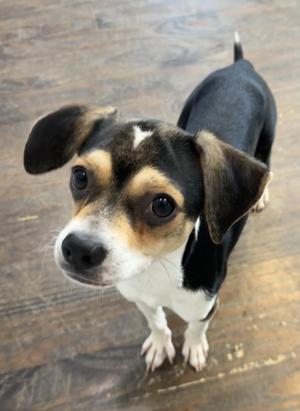 Turquoise, Beagle / Chihuahua, puppy, available for adoption