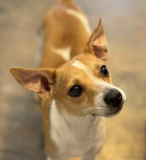 A close-up of a small brown and white dog with large ears and dark eyes, looking up.