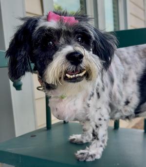 Edith, Havanese, senior, available for adoption