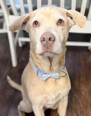 Hudson, Yellow Labrador Retriever, senior, available for adoption
