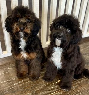 Sissy & Sassy, Miniature Poodle / Dachshund, puppy, available for adoption