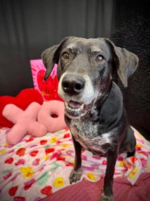 Journey, Black Labrador Retriever, adult, available for adoption
