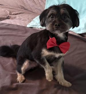 Russell, Silky Terrier, young, available for adoption