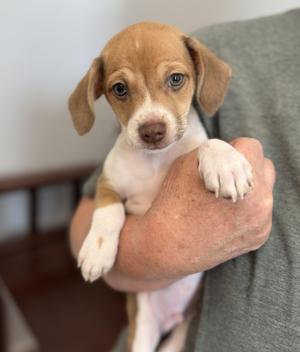 Robin, Beagle / Chihuahua, puppy, available for adoption