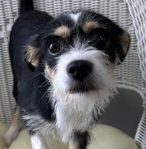 Emerald, Wirehaired Terrier, young, available for adoption