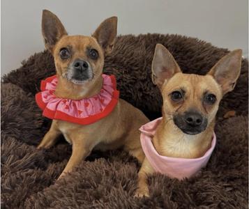 Anna & Elsa, Chihuahua, young, available for adoption