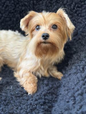 Tink, Yorkshire Terrier, young, available for adoption
