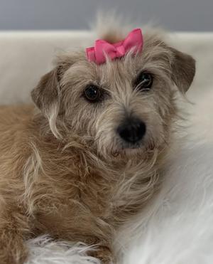A small dog with curly fur wearing a pink bow on its head.