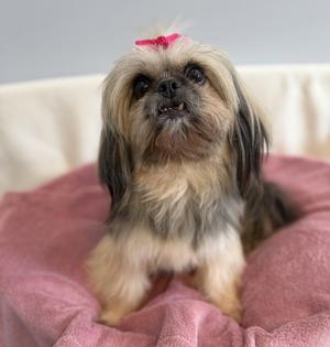 A small dog with long fur and a pink bow on its head, sitting on a pink blanket.