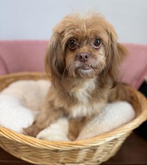 Ginger, Shih Tzu, adult, available for adoption