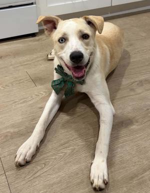 A light-colored dog with a green bow tie lying on a wooden floor.