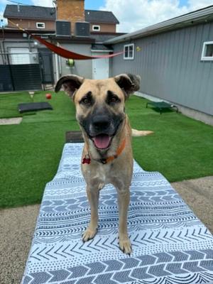 Dude, Shepherd, adult, available for adoption