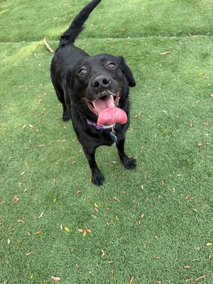 A black dog with its tongue out, standing on a green lawn.