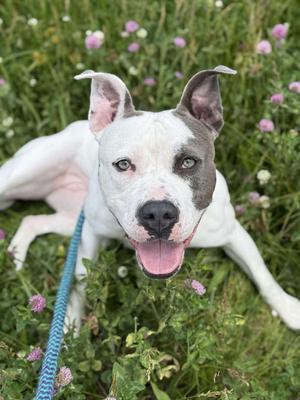Lilac, Pit Bull Terrier, adult, available for adoption