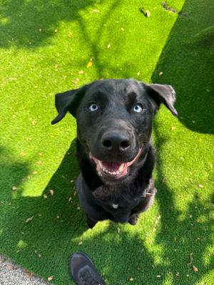 Toby, Labrador Retriever / Husky, adult, available for adoption