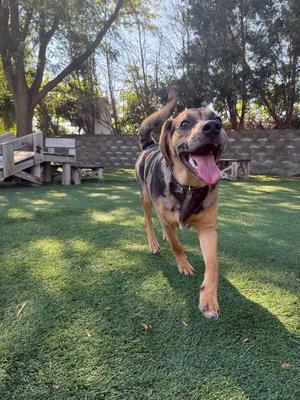 Pudge, Hound, young, available for adoption
