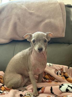 A small, hairless dog sitting on a blanket with a pattern of cartoon characters.