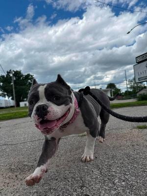Taco, English Bulldog, adult, available for adoption