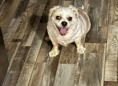 A small, fluffy dog with a light-colored coat is sitting on a wooden floor, looking up with its tongue out.