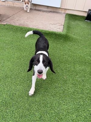 Mickey, Beagle, adult, available for adoption