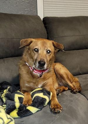Juliette, Labrador Retriever, adult, available for adoption